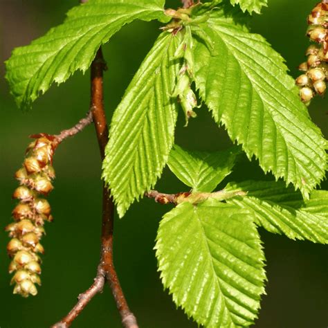 Parastais skābardis stādi (Carpinus betulus) 50.